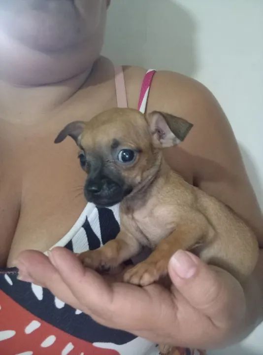 Duas pinscher (800$ cada) - Foto 3