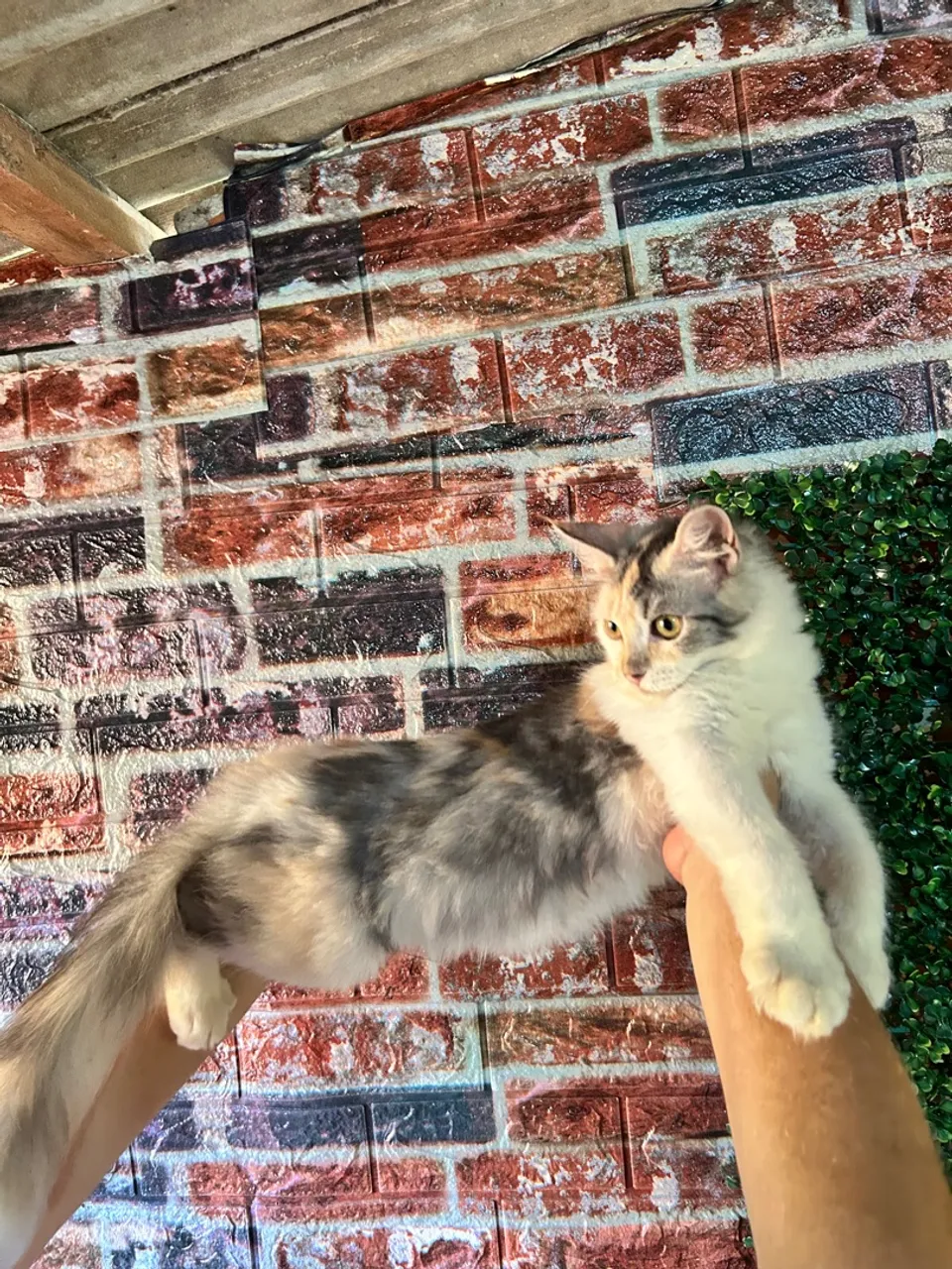 Filhotes Maine Coon Disponível!