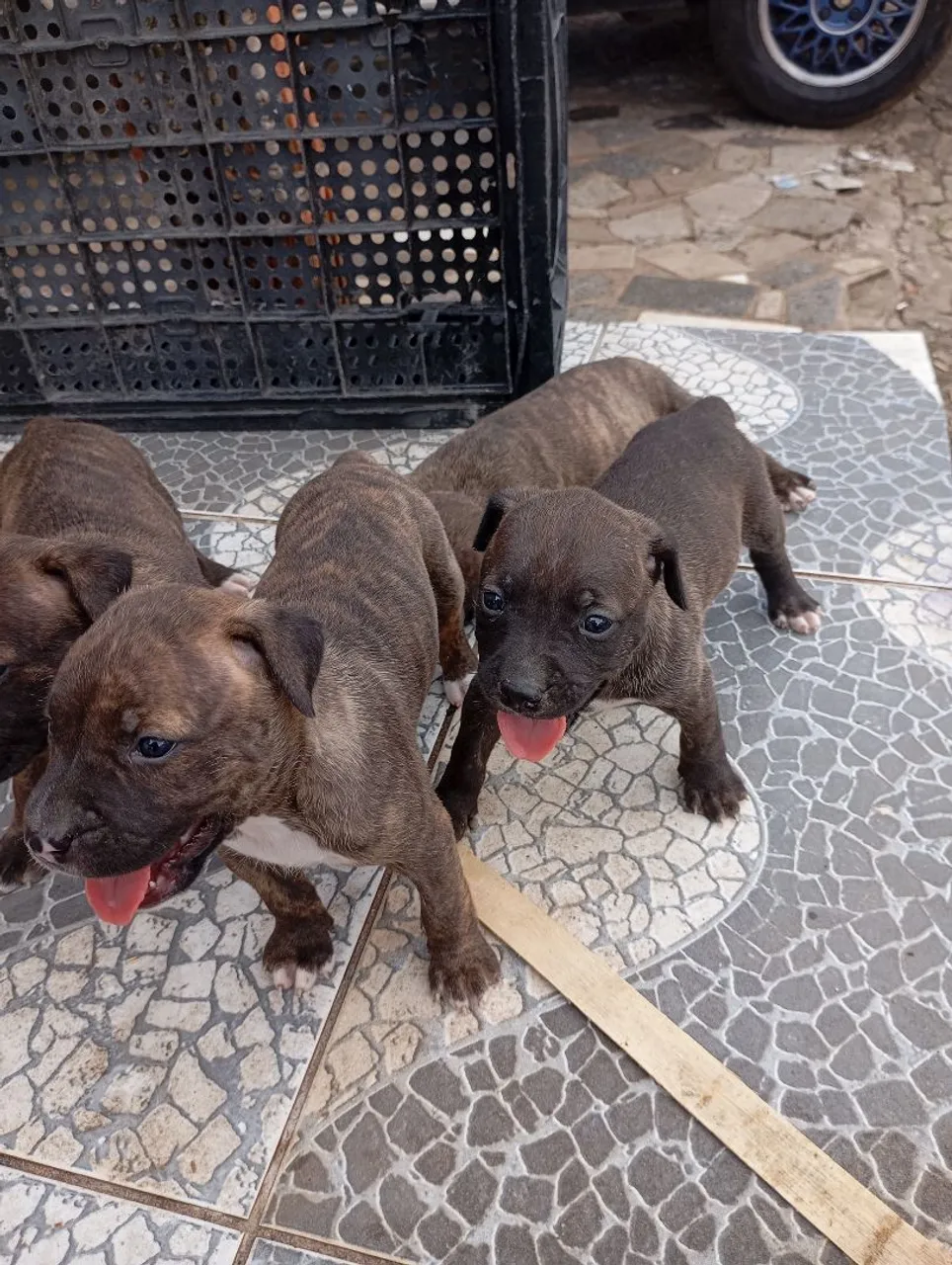 Filhotes de Pitbull disponíveis!