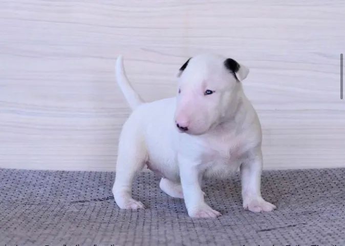 Bull Terrier Eles geralmente têm uma expressão amigável, mas com um toque de mistério. - Foto 2