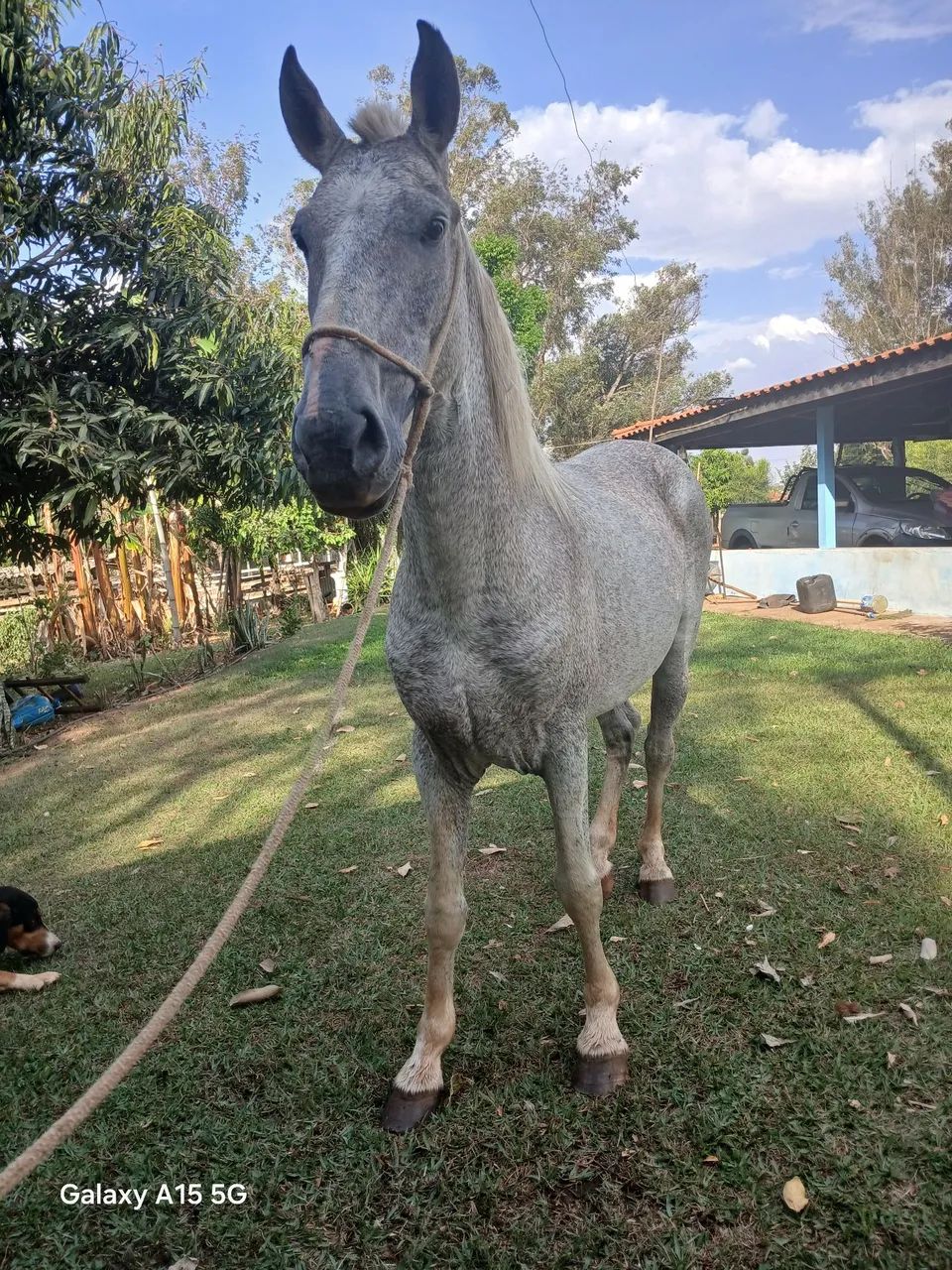 Vendo cavalo macha picada  - Foto 3