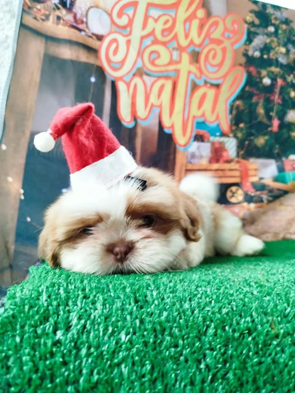 Canil Tanterres 64650878953475122