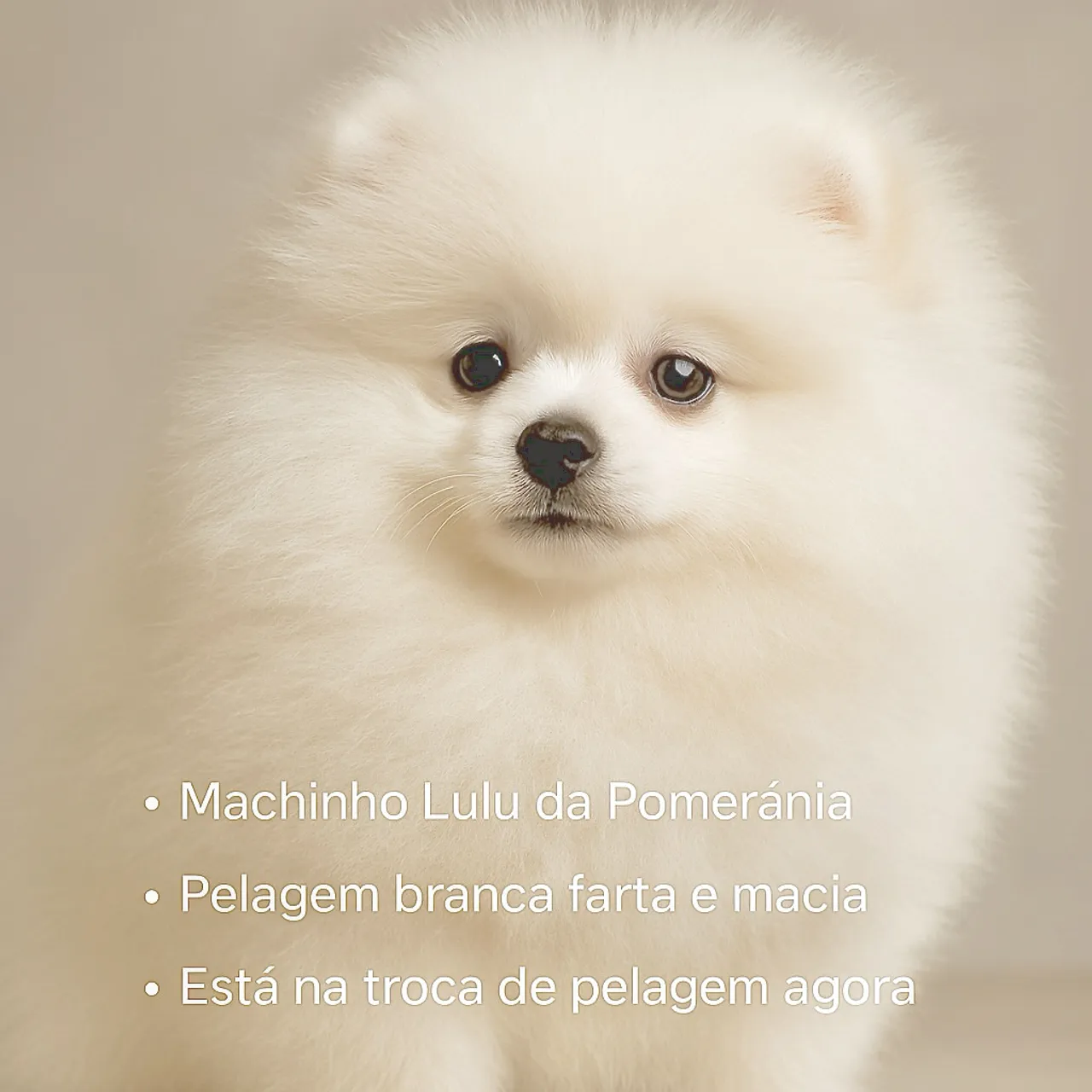 Spitz alemão Machinho Branco 4 meses disponível