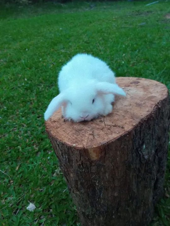 Filhotes de mini-coelhos da raça Lop - Foto 5