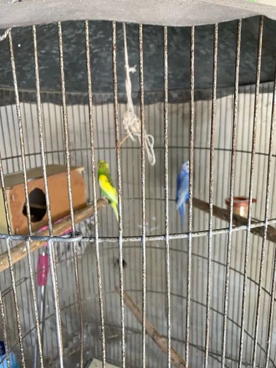 Viveiro grande - Foto 3