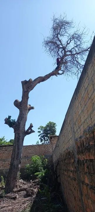 Cortes de arvores - Foto 5