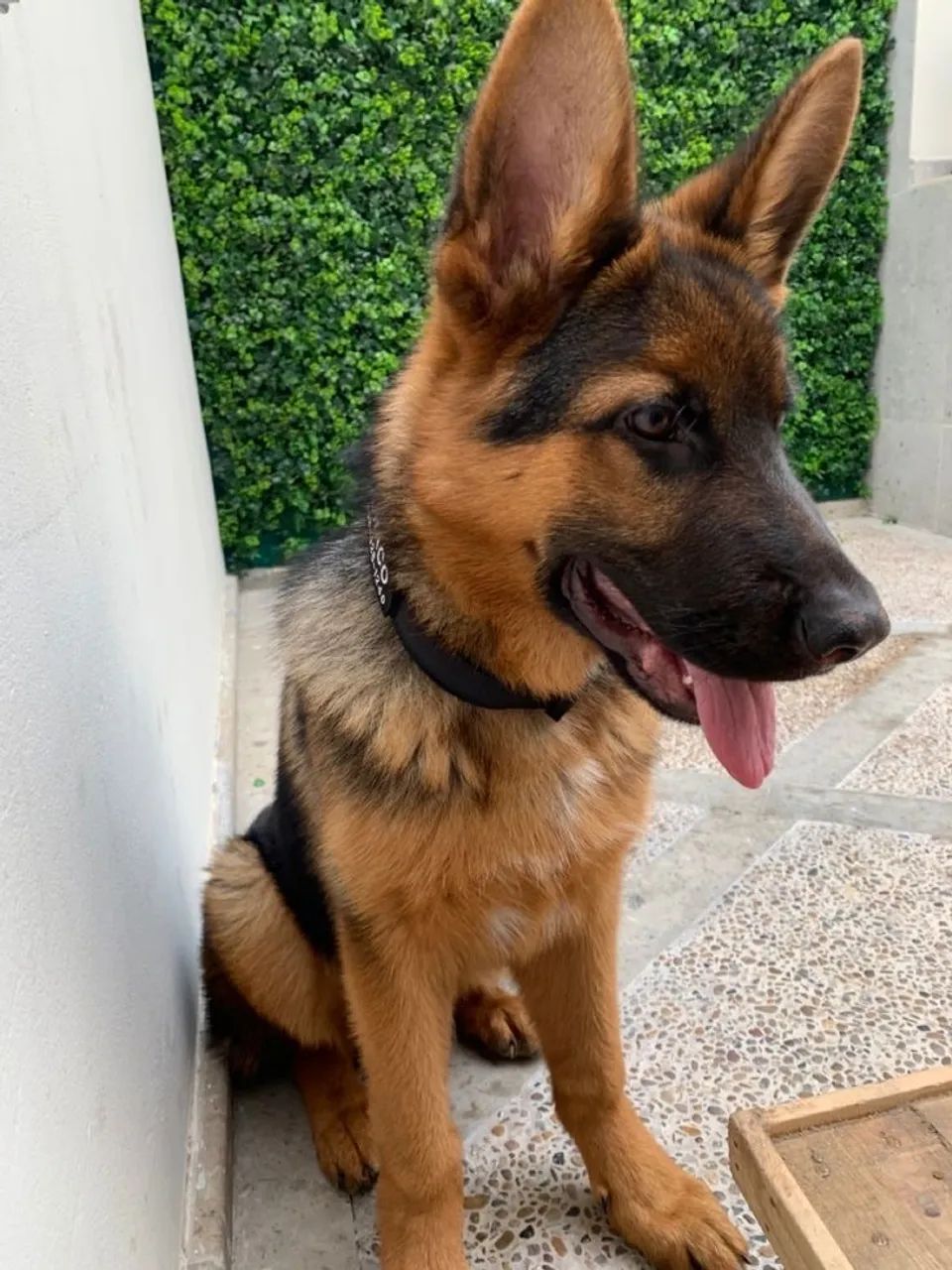 Filhote de pastor alemão 