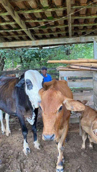 Duas vacas, uma vaca leitera e um monjada  - Foto 3