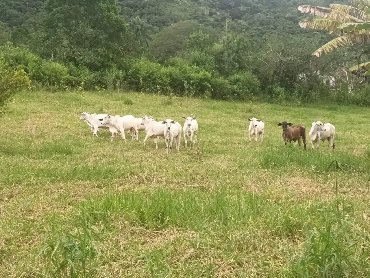 Propriedade no Brejo Paraibano 98ha