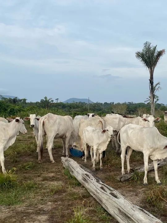 Gado - Foto 5