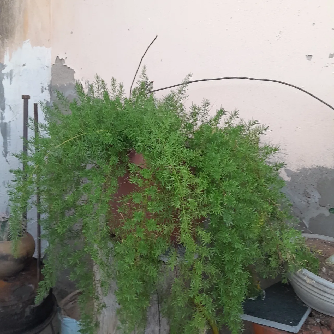 Planta de Aspargo em vaso