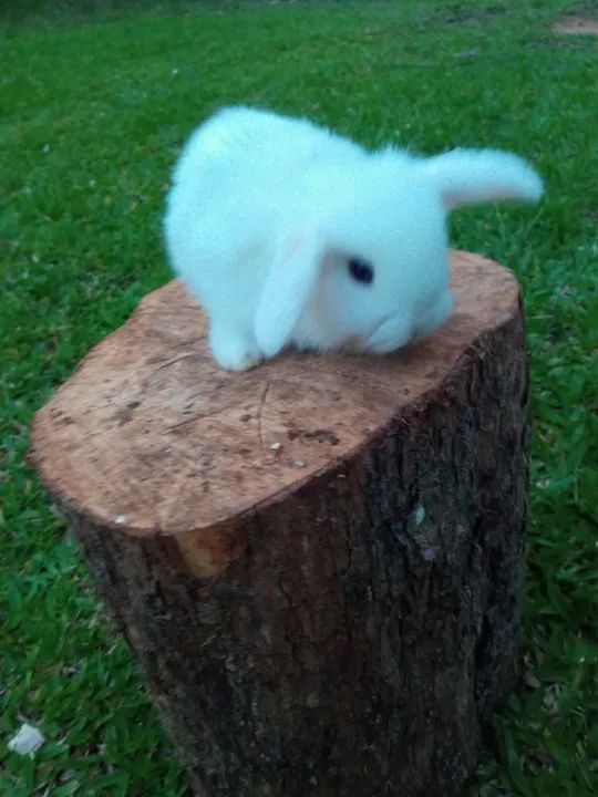 Filhotes de mini-coelhos da raça Lop - Foto 3