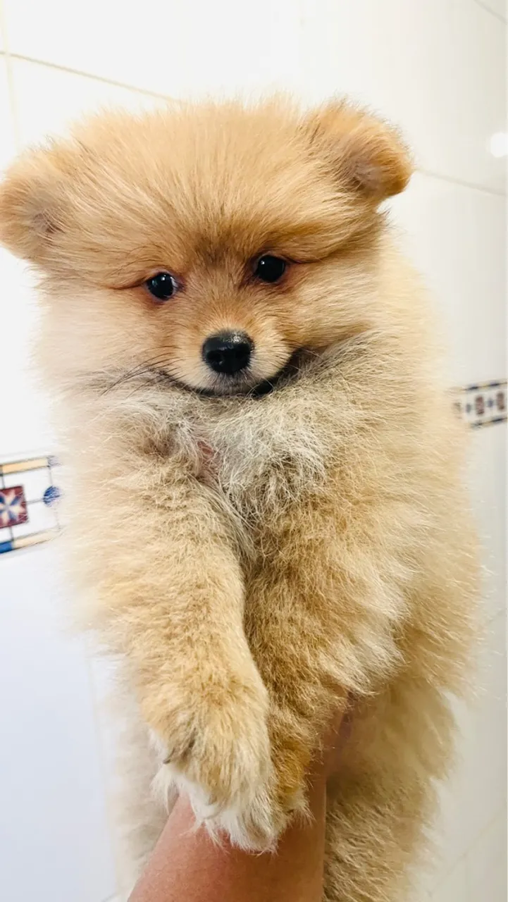 Spitz alemão (Lulu pomerania