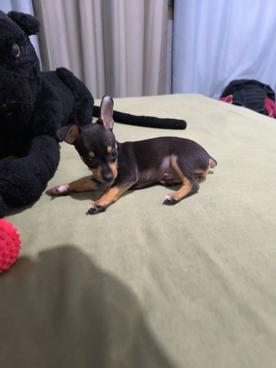 Filhote de Pinscher Machinho  - Foto 4