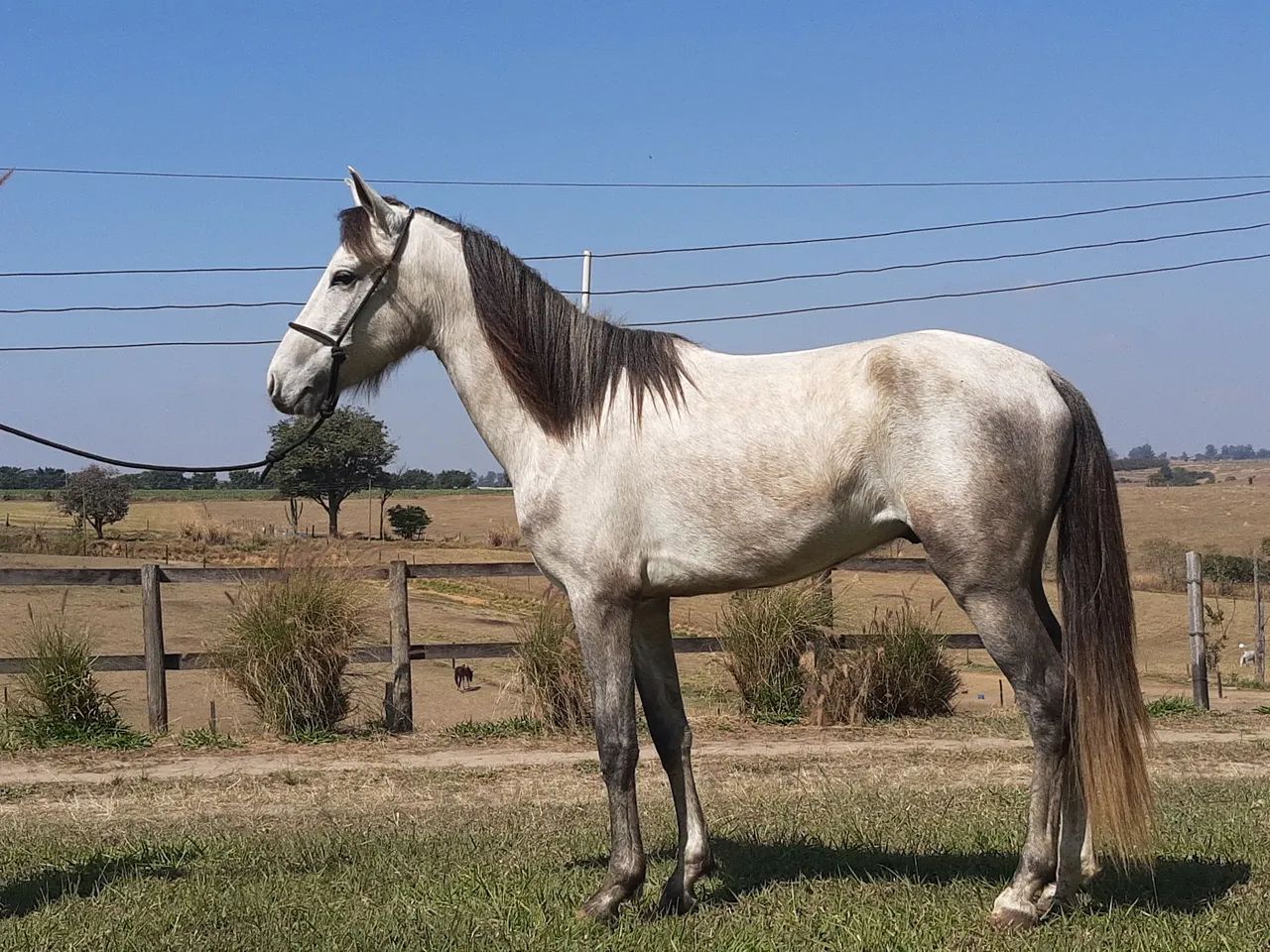Cavalo Mangalarga Marchador Registrado  - Foto 3