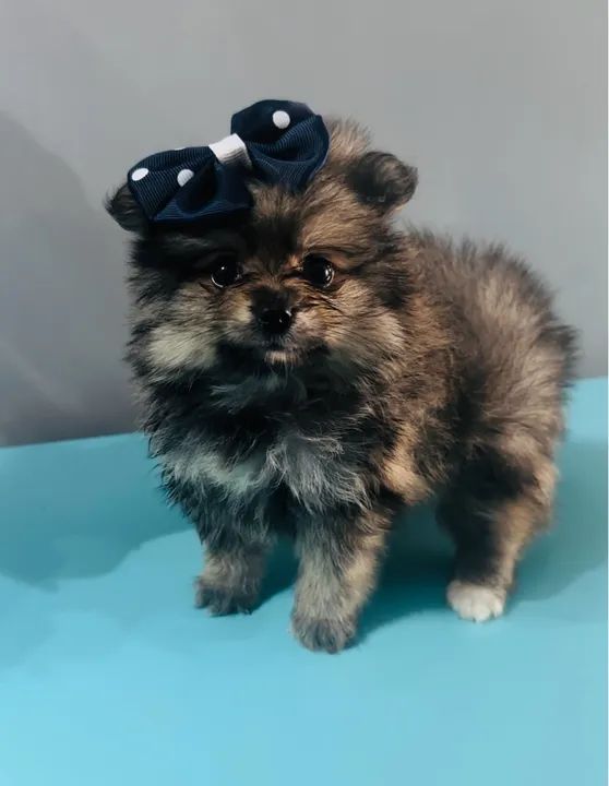 Meninas de Lulu da Pomerania ( spitz alemão) - Foto 2