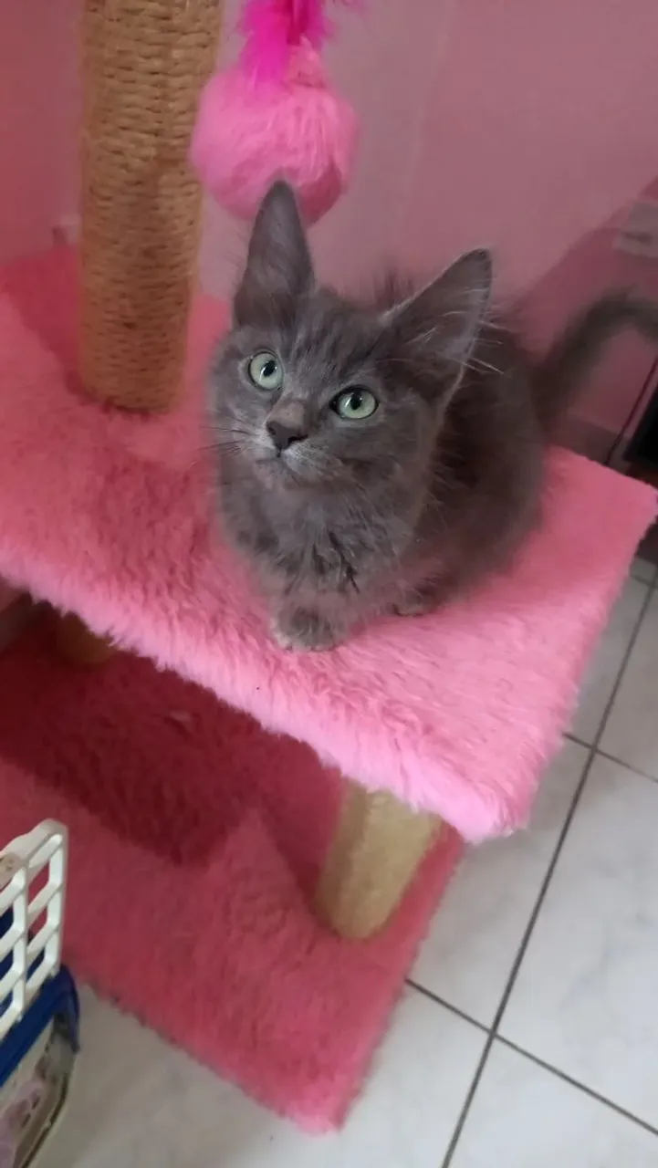 Gatinho Cinza russo