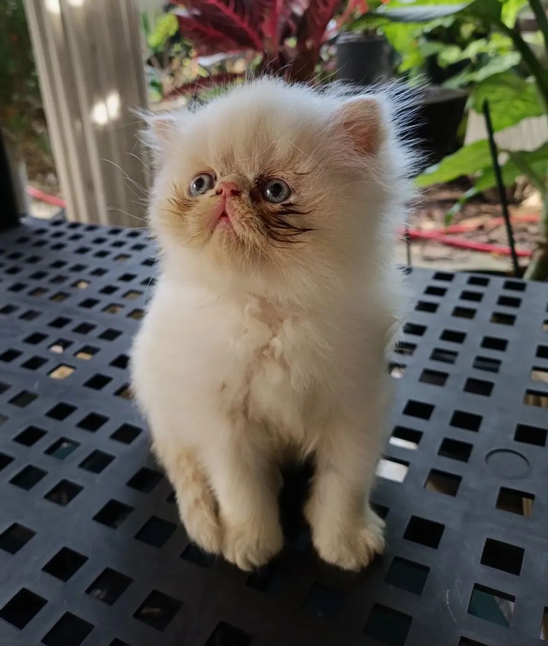 Gatos persas brancos de olhos azuis