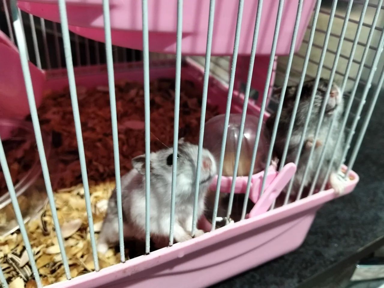 Ramister 64706126132099120