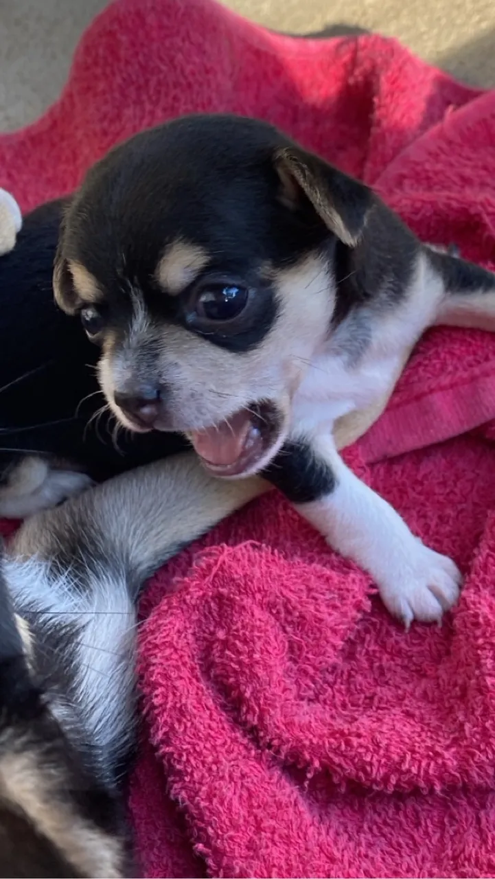 Filhote de Chihuahua