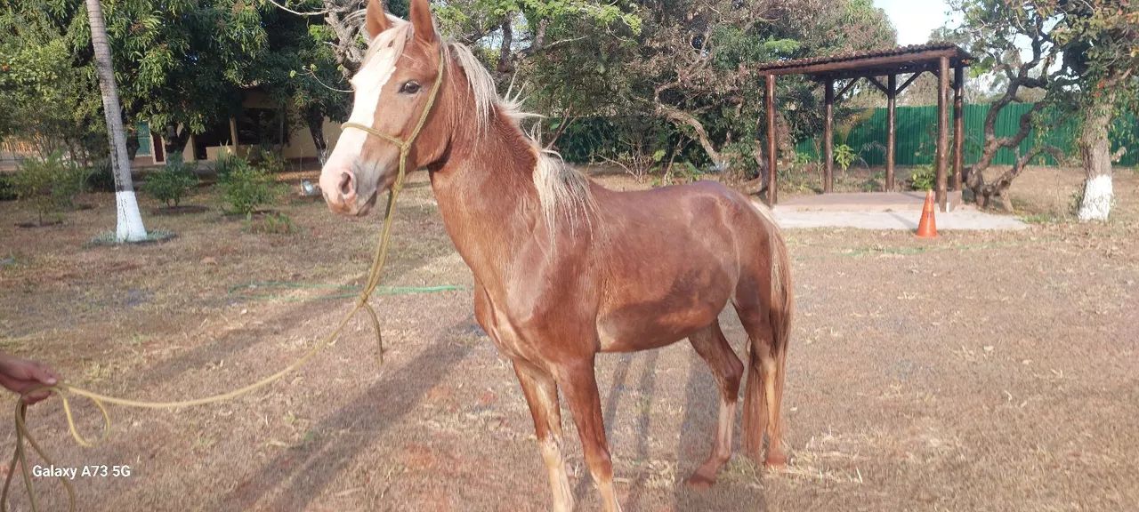 VENDA DE CAVALO