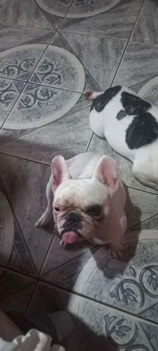 Buldogue francês  femea