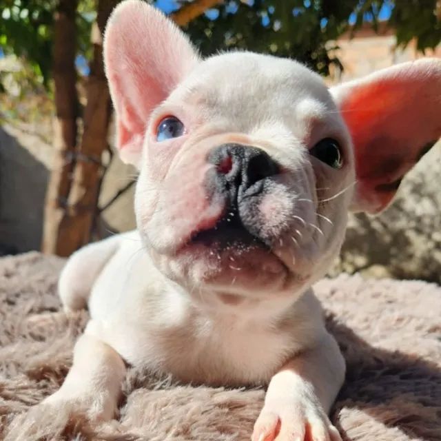 Buldogue Francês / Bulldog Francês - Foto 6