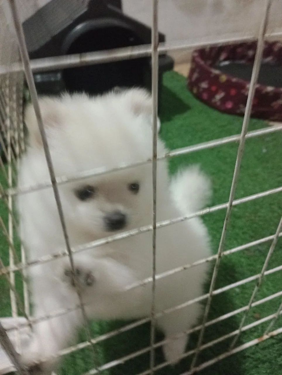 Splitz ALEMÃO anã fêmea filhote 