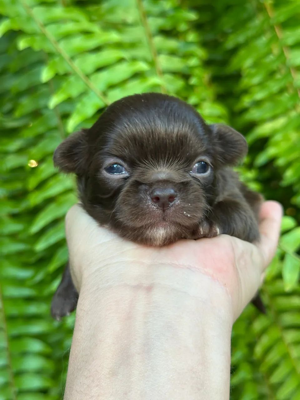 Chihuahua - Beleza única e exclusiva- Cores Espetaculares! - Foto 2