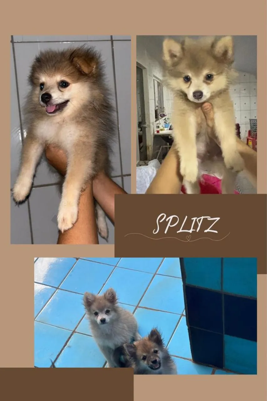 Spitz Alemão Filhote