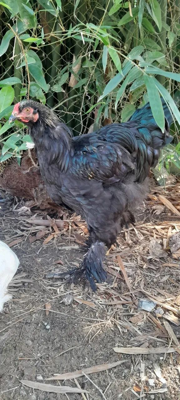 Frango brahma e gsb - Foto 2