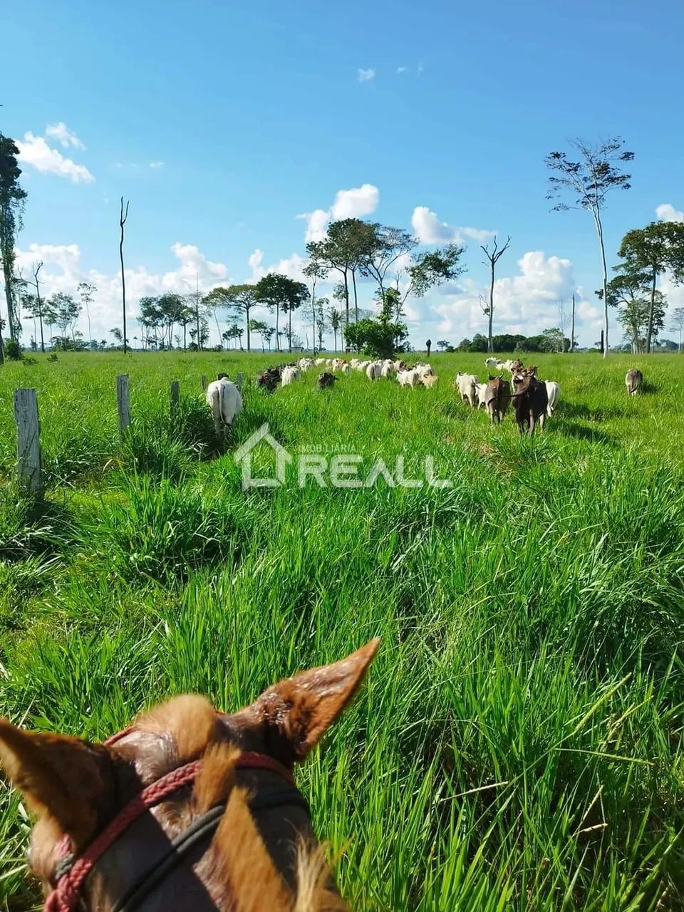 Fazenda a Venda,Transacreana km 15, Vila Manoel Marques, Rio Branco-AC - Foto 5
