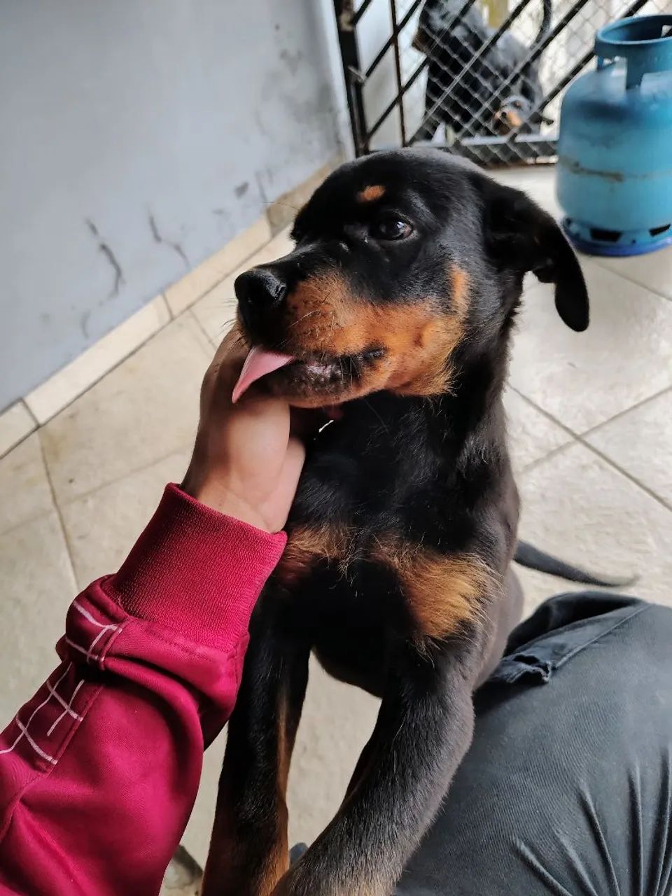 Filhote de Rottweiler- Pais com PEDIGREE 