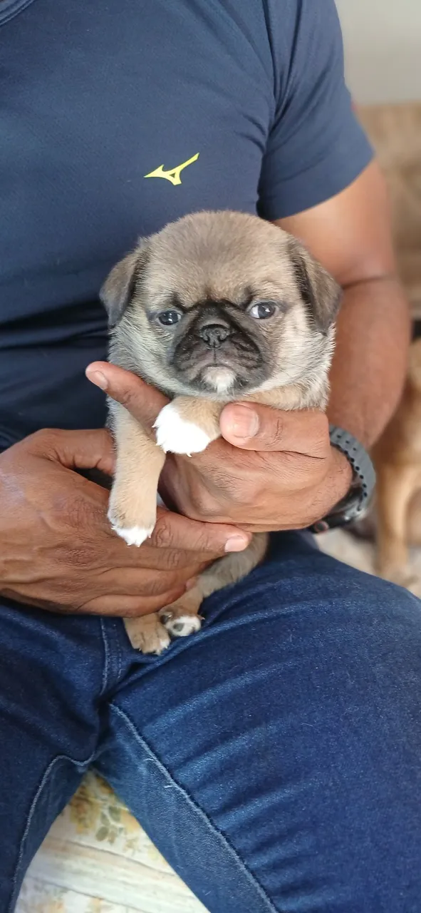 Vendo filhotes de pug macho