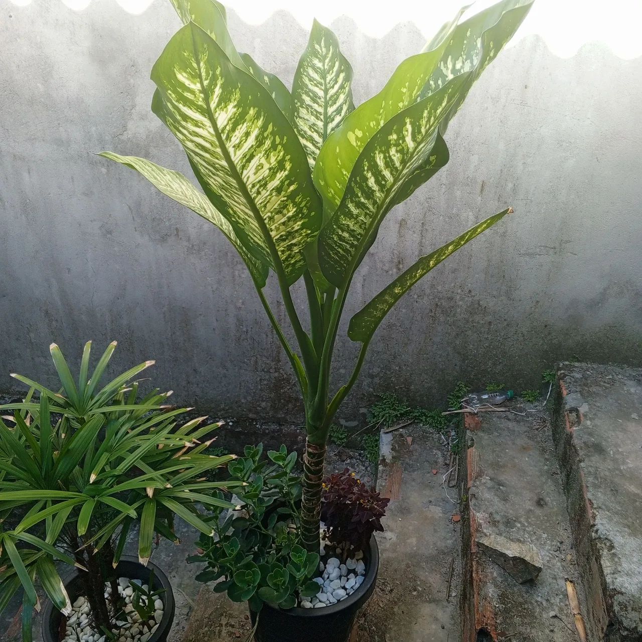 Lindas plantas naturais 