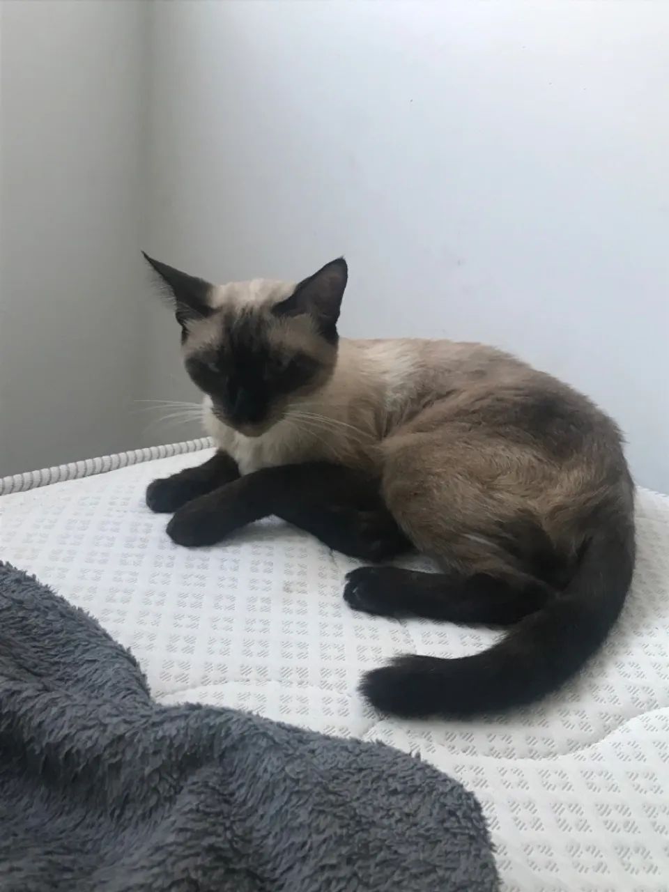 Doa-se siamesa - Foto 2