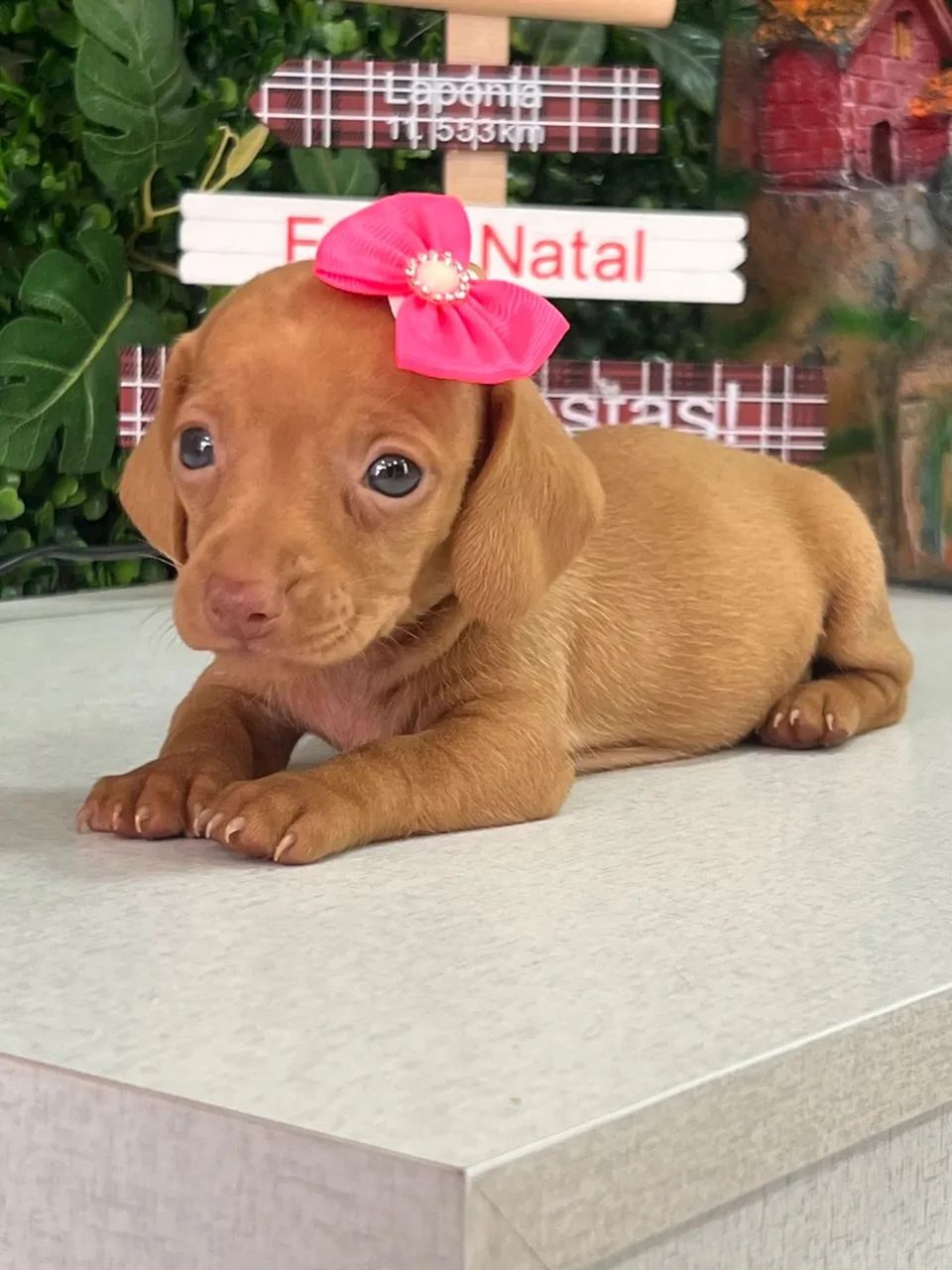 Dachshund na cor creme 
