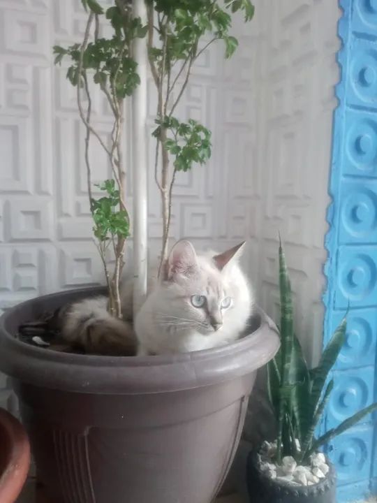 Doação de Gatinha de 1 Ano e Mese - Foto 4