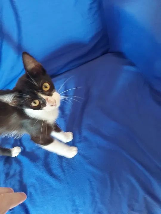 FRAJOLINHA FÊMEA PARA ADOÇÃO! - Foto 2