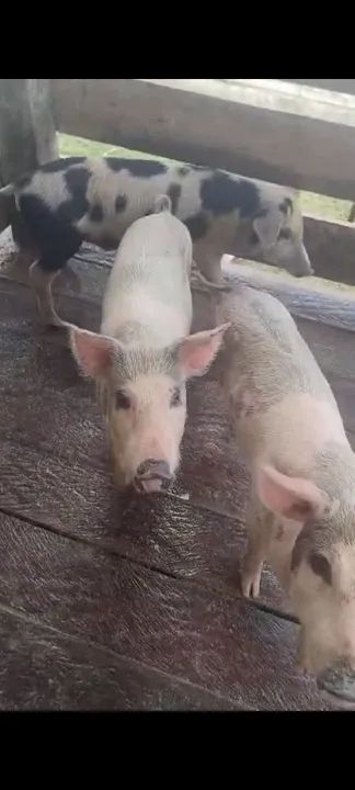 Leitões vivos ou abatidos.