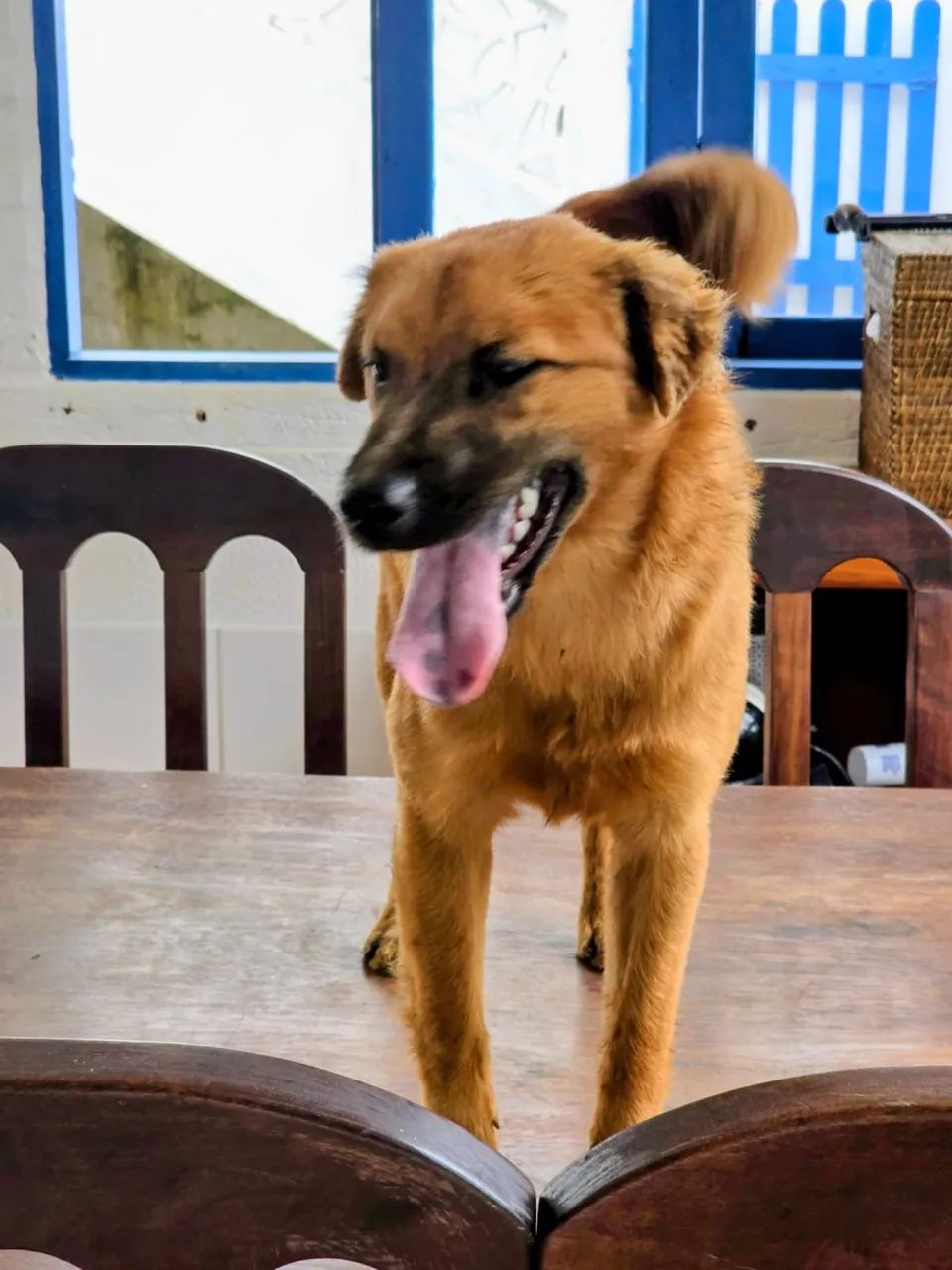 Adoção responsável  - Foto 4