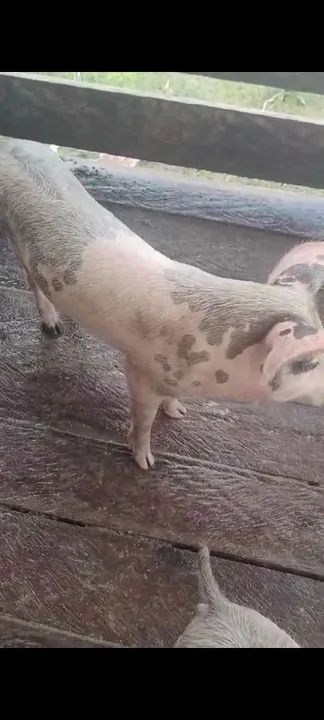 Leitões vivos ou abatidos. - Foto 5