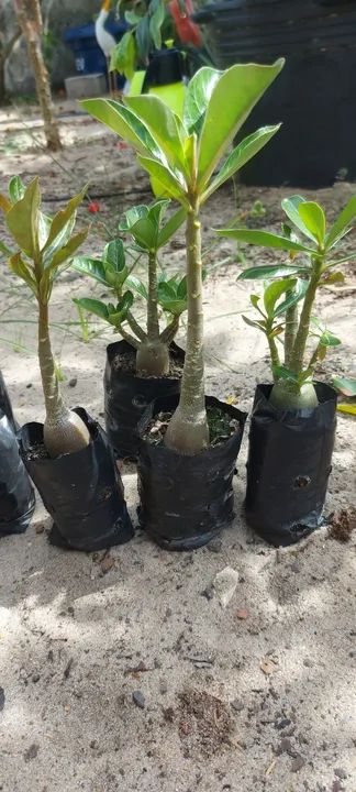 Mudas rosas do deserto  - Foto 4