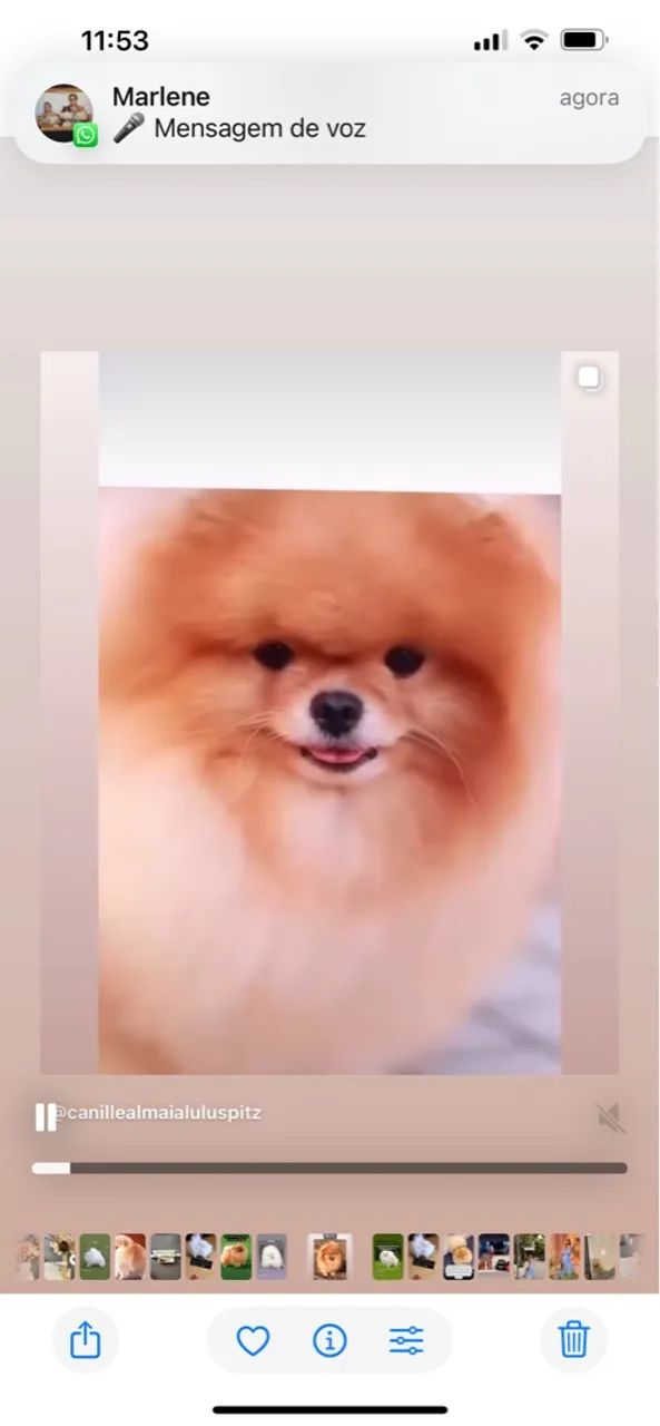 Lulu da Pomerania / O maior canil do Brasil / Spitz Alemão / Melhor Linhagem  - Foto 2