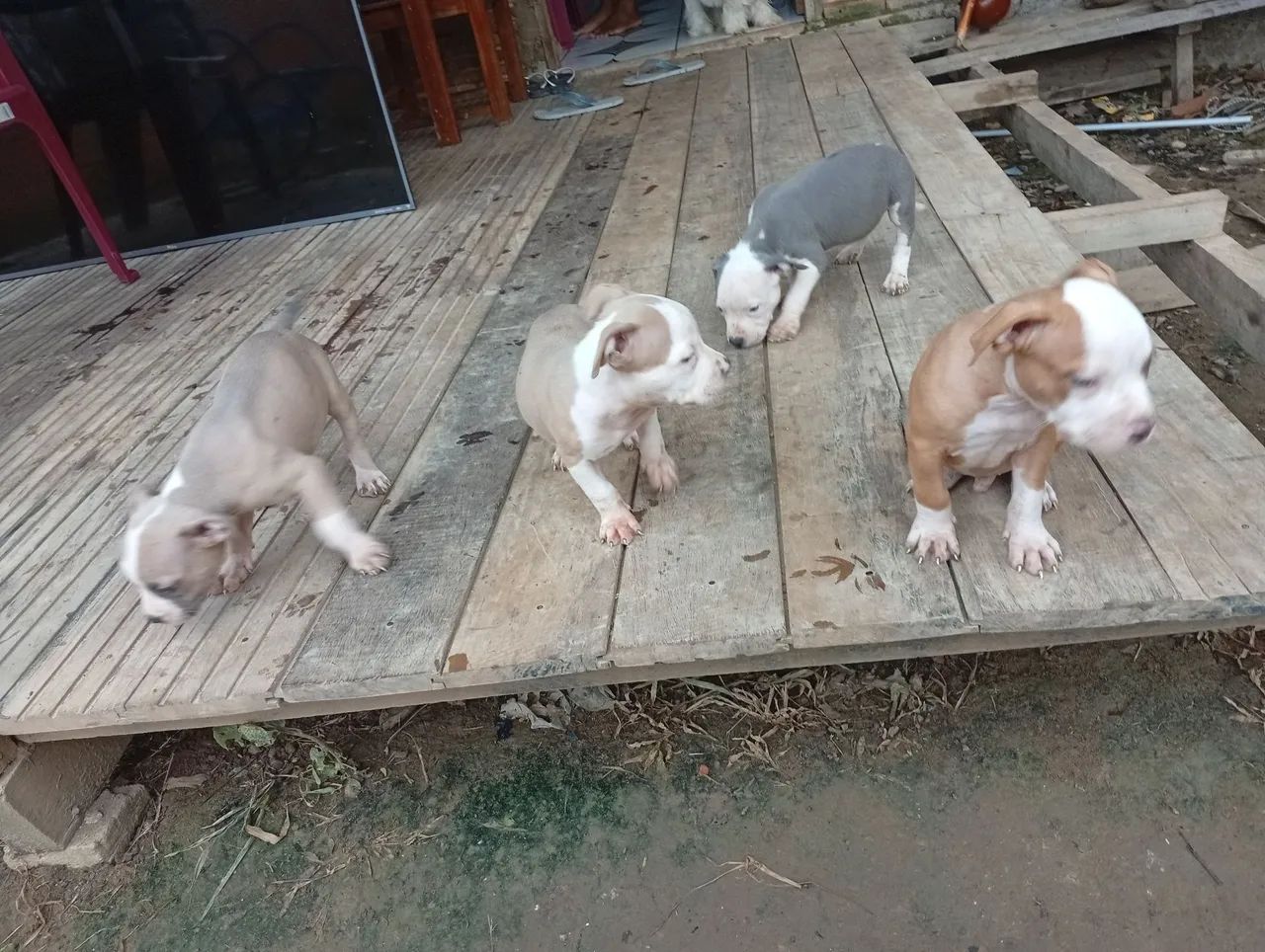 Vendo três filhotes de Pitbull todos são macho  foto do pai e mãeano no privado  - Foto 4