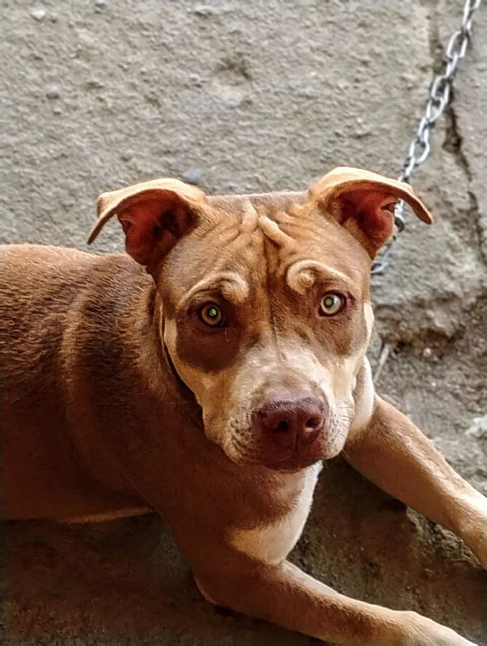 Cachorra Pitbull 