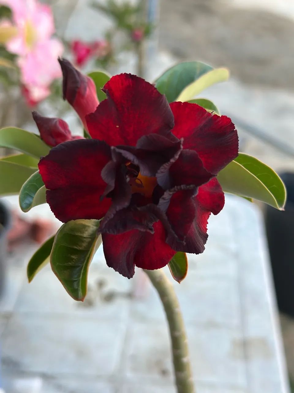 Rosa do deserto  - Foto 2