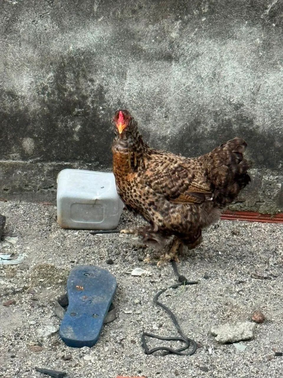 Galinhas brahma - Foto 3