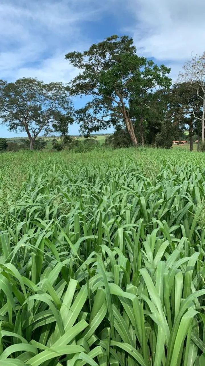 Fazenda para Venda em Miracema do Tocantins, 5 dormitórios - Foto 3
