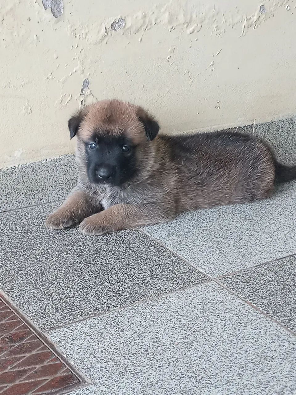 FILHOTES PASTOR BELGA MALINOIS - Foto 3